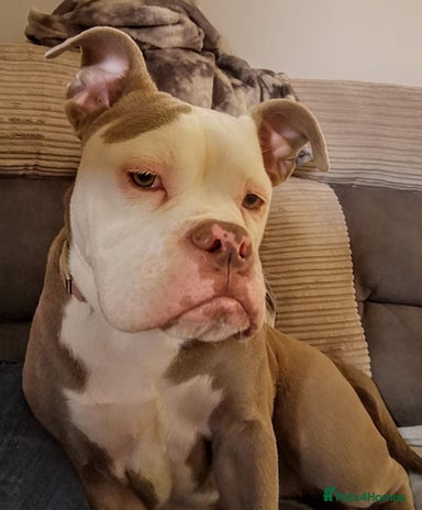 Old Tyme Bulldog dogs - Advert 2