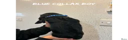 Cocker Spaniel dogs for sale: Working cocker spaniel puppies  - Advert 9