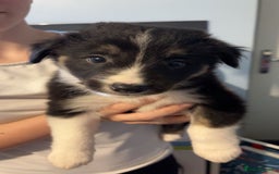 Border Collie dogs for sale: Collie puppy’s  - Image 2