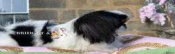 Pekingese dogs for sale: 1 year old kc female - Advert 9