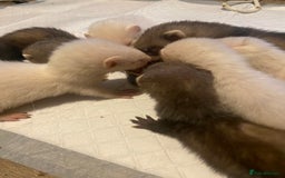 Ferret rodents for sale: Ferrets - Image 15
