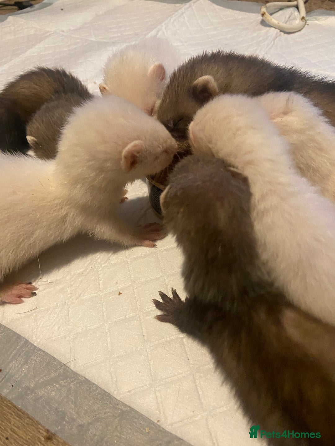 Ferret rodents for sale: Ferrets - Image 15