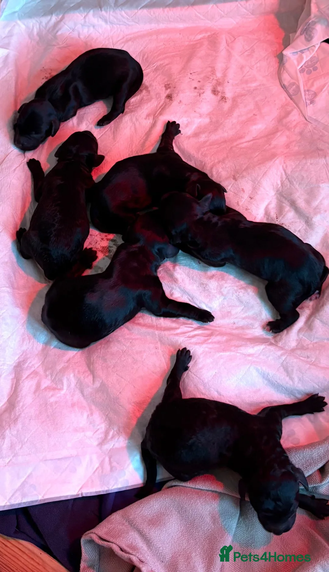 Cockapoo dogs for sale: Cockapoo F2 puppies  - Advert 2