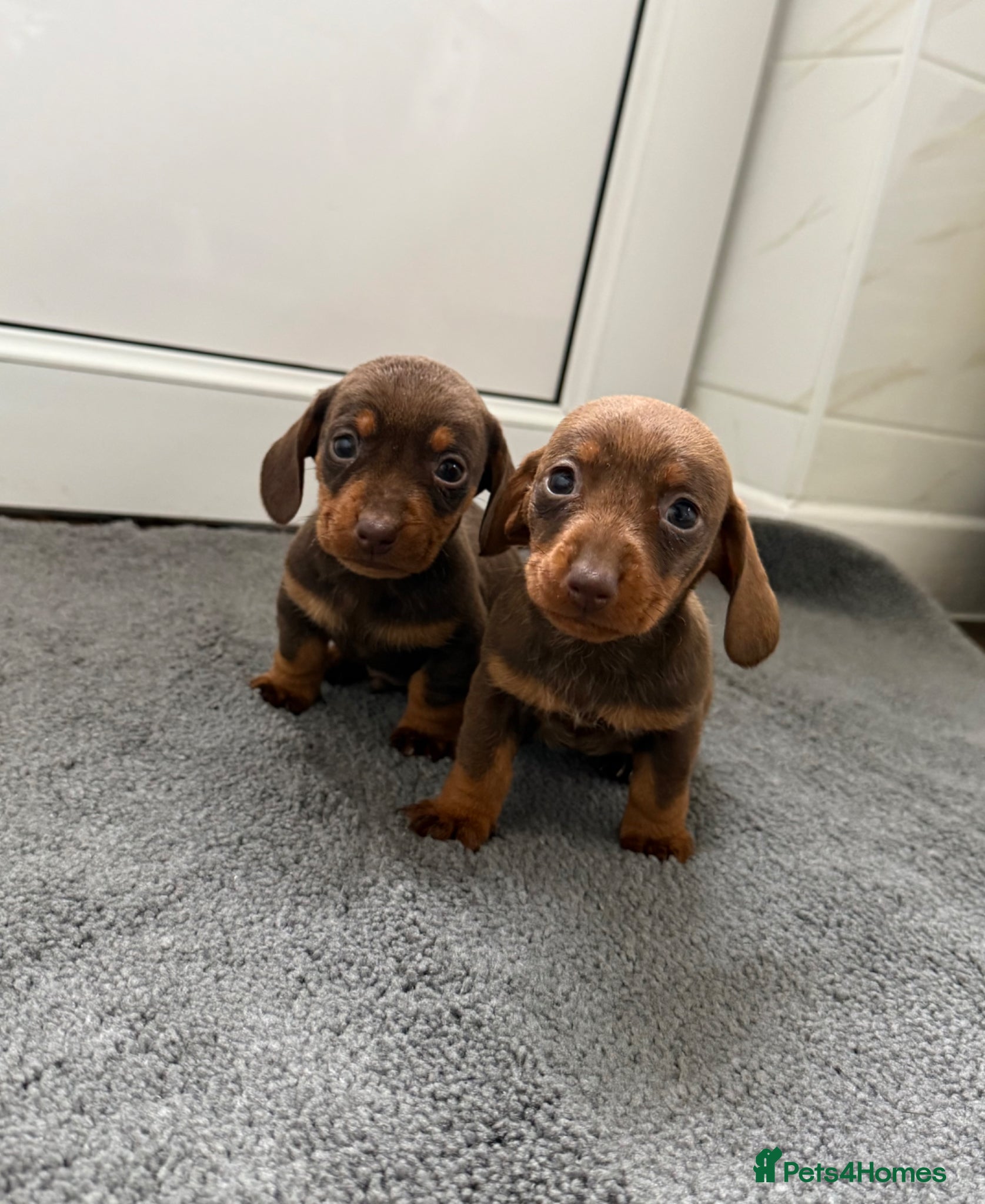 Dachshund dogs Dachshund puppies  - Advert 13