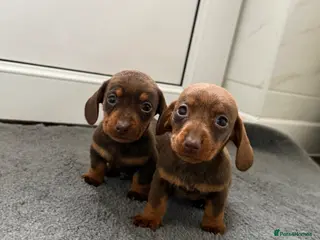 Dachshund dogs Dachshund puppies - Advert 13