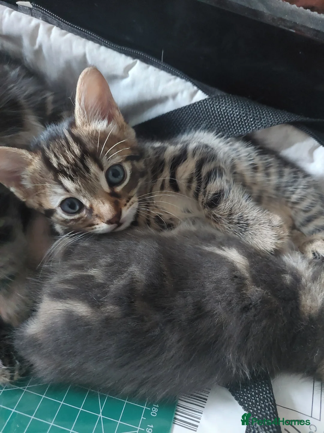 Mixed Breed cats for sale: Fluffy female, adorable male in London - Advert 3