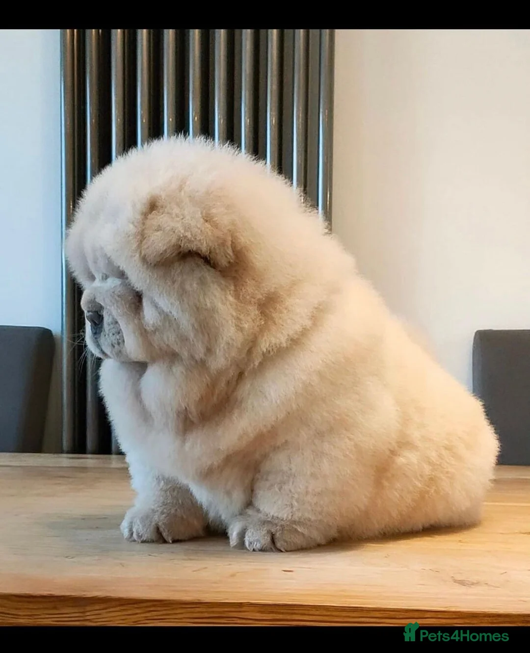 Chow Chow dogs for stud: Romeo platinum boy 🐾 in Tipton - Advert 9