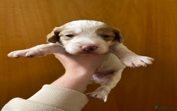 Cockapoo dogs for sale: Beautiful F1 Cockapoos For Sale  - Image 11