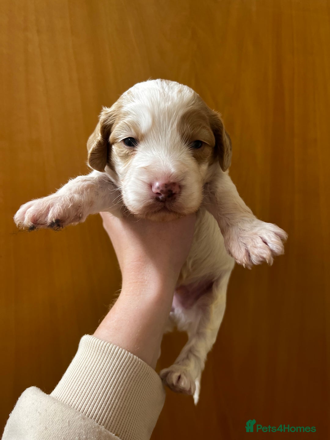 Cockapoo dogs for sale: Beautiful F1 Cockapoos For Sale  - Image 11