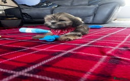 Lhasa Apso dogs for sale: KC Registered Lhasa Apso boy puppy - Image 5