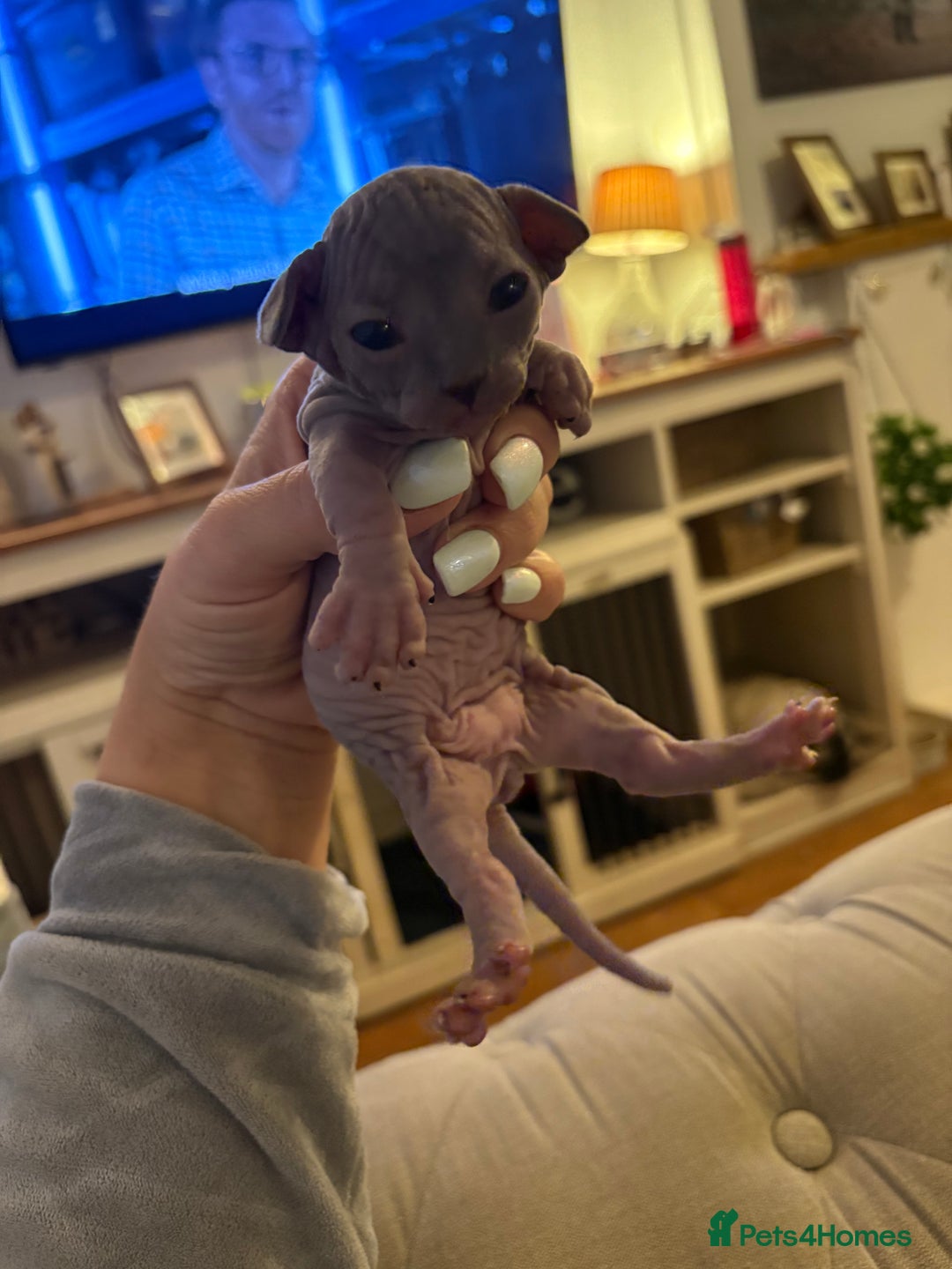Sphynx cats for sale: 5 sphynx boys - Image 7