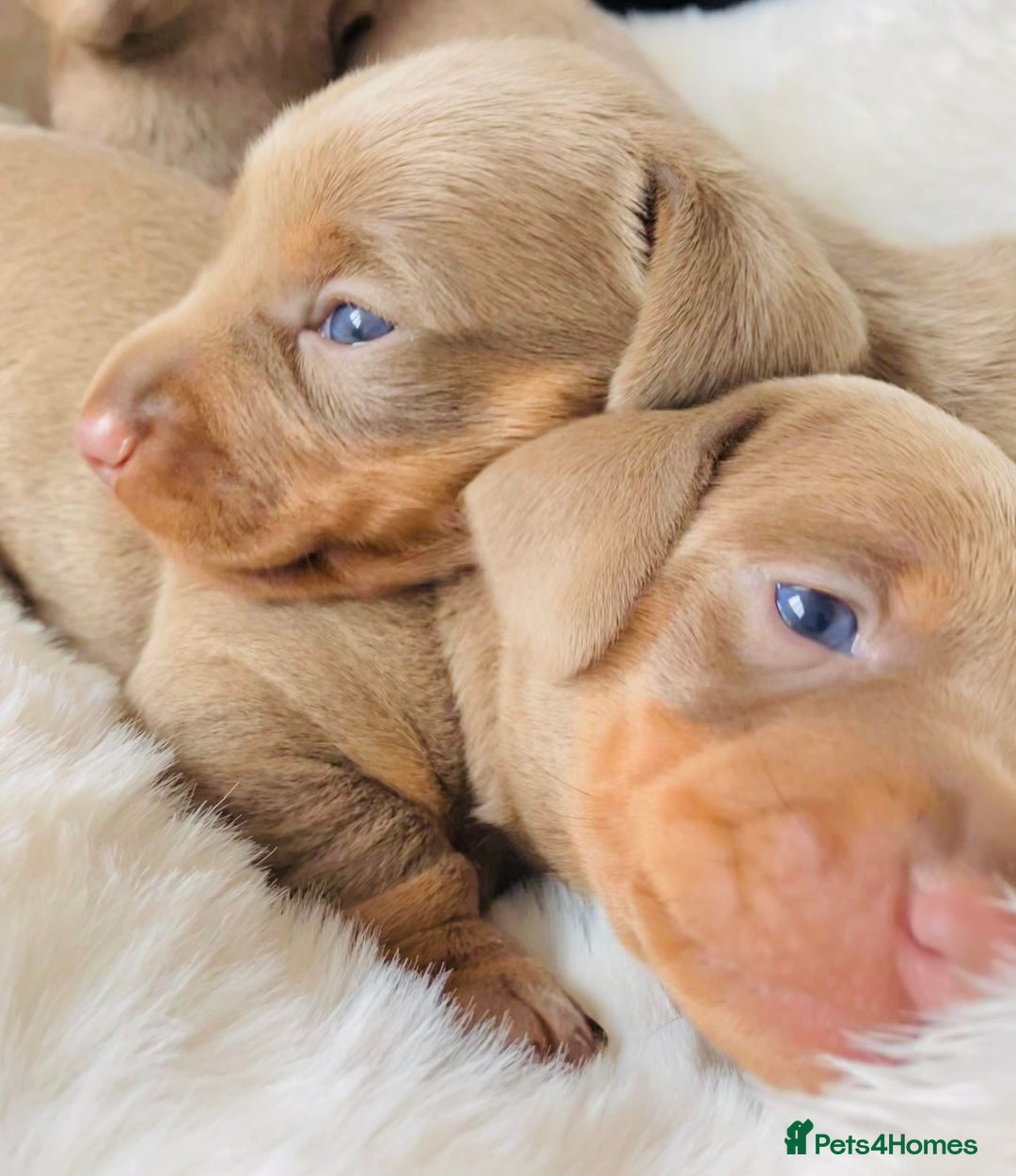 Miniature Dachshund dogs for stud: ⭐️KC ISABELLA L/l1 PRA DM & OI CLEAR COI0.0% STUD  in Gunnislake - Advert 11