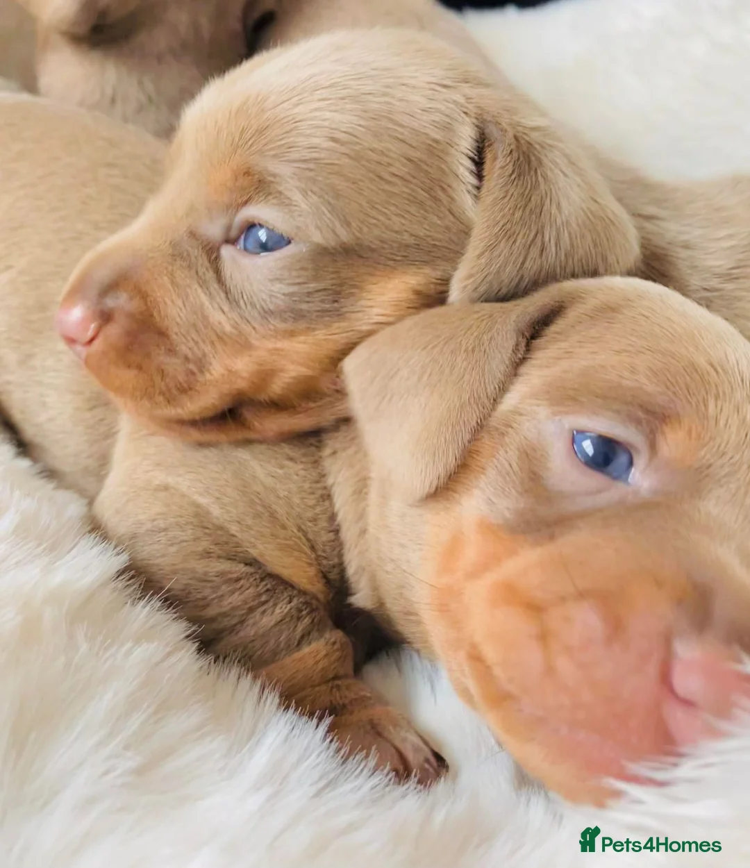 Miniature Dachshund dogs for stud: ⭐️KC ISABELLA L/l1 PRA DM & OI CLEAR COI0.0% STUD  in Gunnislake - Advert 11