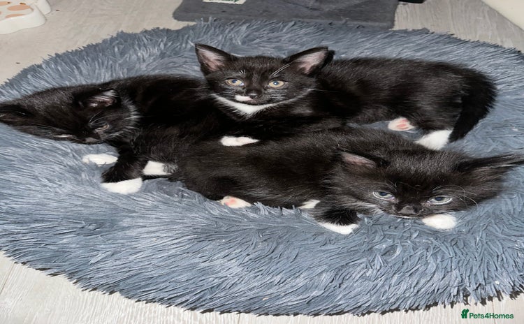 Mixed Breed cats - Advert 4