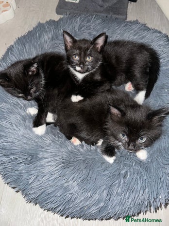 Mixed Breed cats - Advert 4