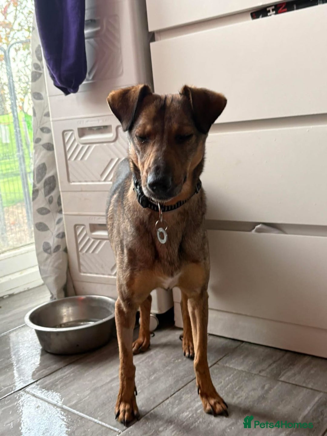 Mixed Breed dogs for adoption: Flora - Norwich Norfolk  - Advert 22