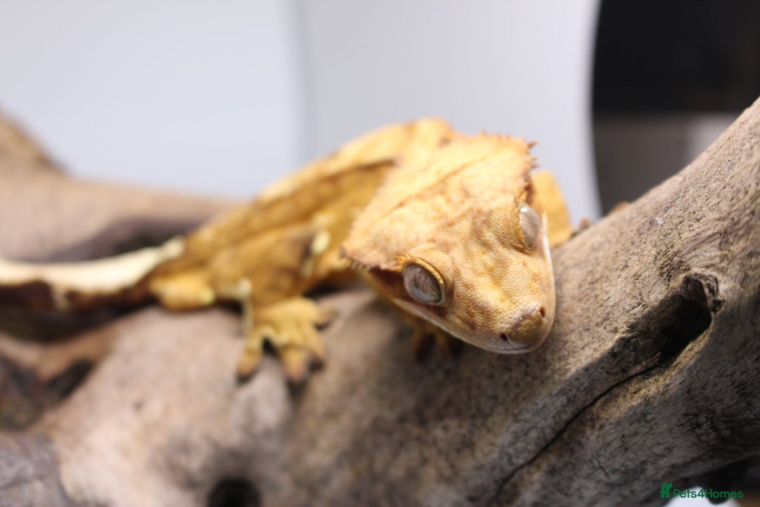 Gecko reptiles for sale: Male and female crested geckos  - Advert 11
