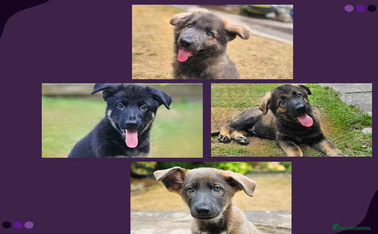 German Shepherd dogs - Advert 4