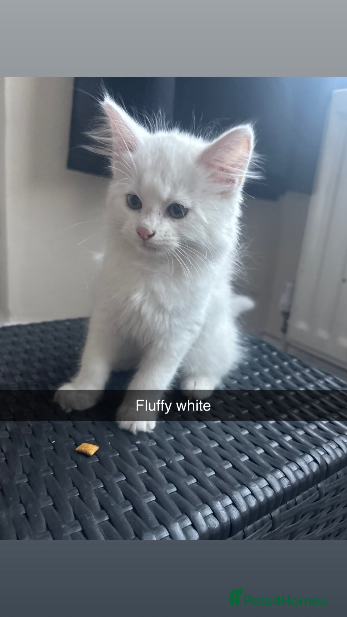 Mixed Breed cats for sale: White kittens ready to go in Southall - Advert 5