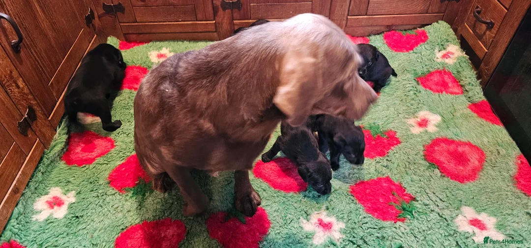 Labrador Retriever dogs for sale: 8 BEAUTIFUL KCREG LABRADORS. HEALTH TESTED PARENTS - Advert 18