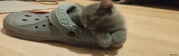 Russian Blue cats for sale: Russian Blue kittens  in Aberdeen - Advert 7