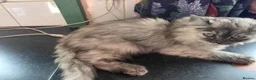 Mixed Breed cats for sale: Super fluffy ragdoll kittens. Cuddly teddy bears - Advert 15