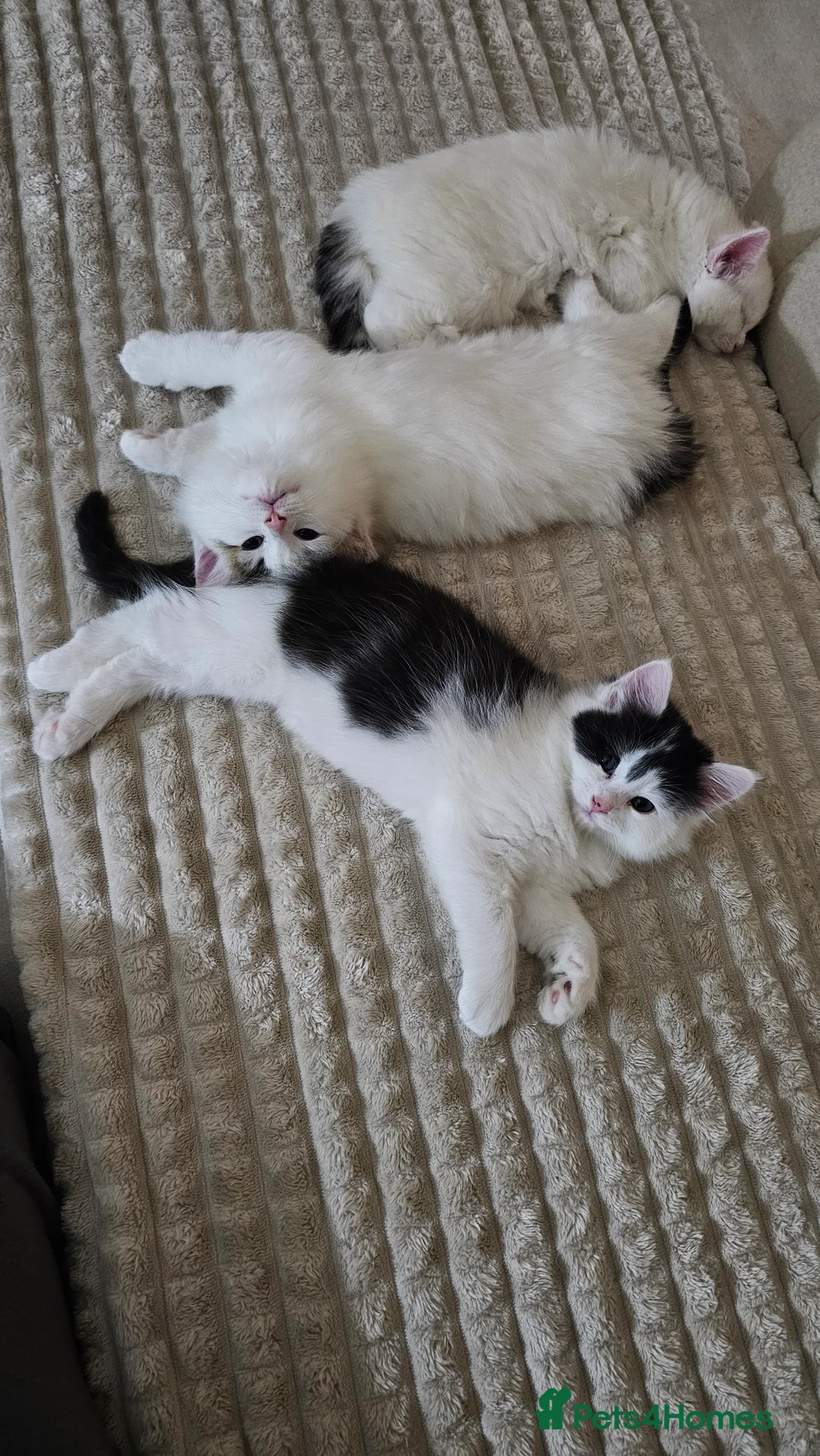 Turkish Angora cats for sale: Black and white kitten ready for a new home 🐾 - Advert 14