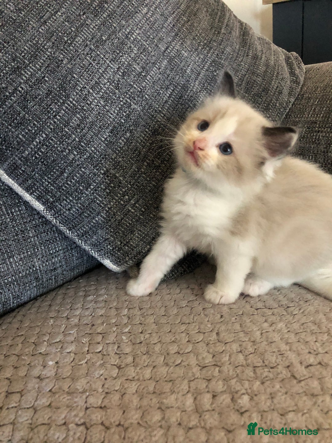 Ragdoll cats for sale: Beautiful Ragdoll kitties - Advert 10