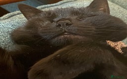 Domestic Shorthair cats for sale: Sergio - loving and affectionate cat - Image 3