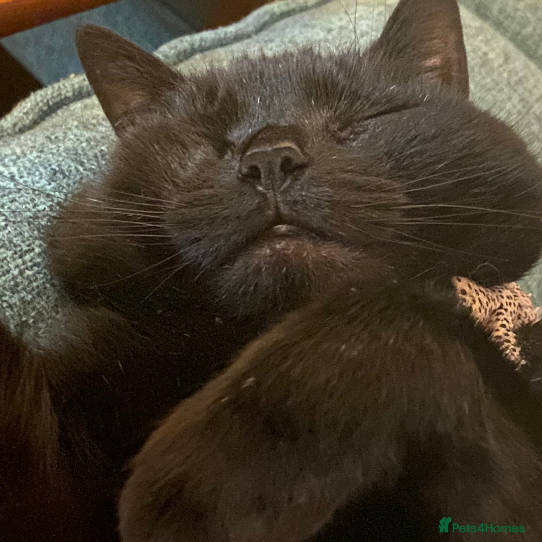 Domestic Shorthair cats for sale: Sergio - loving and affectionate cat - Image 3