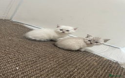 Scottish Fold cats for sale: Scottish fold  in London - Image 2