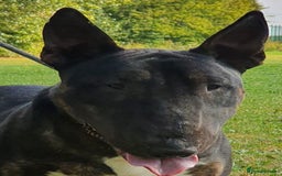 English Bull Terrier dogs for stud: Proven Bull Terrier studs x 2 - Image 5