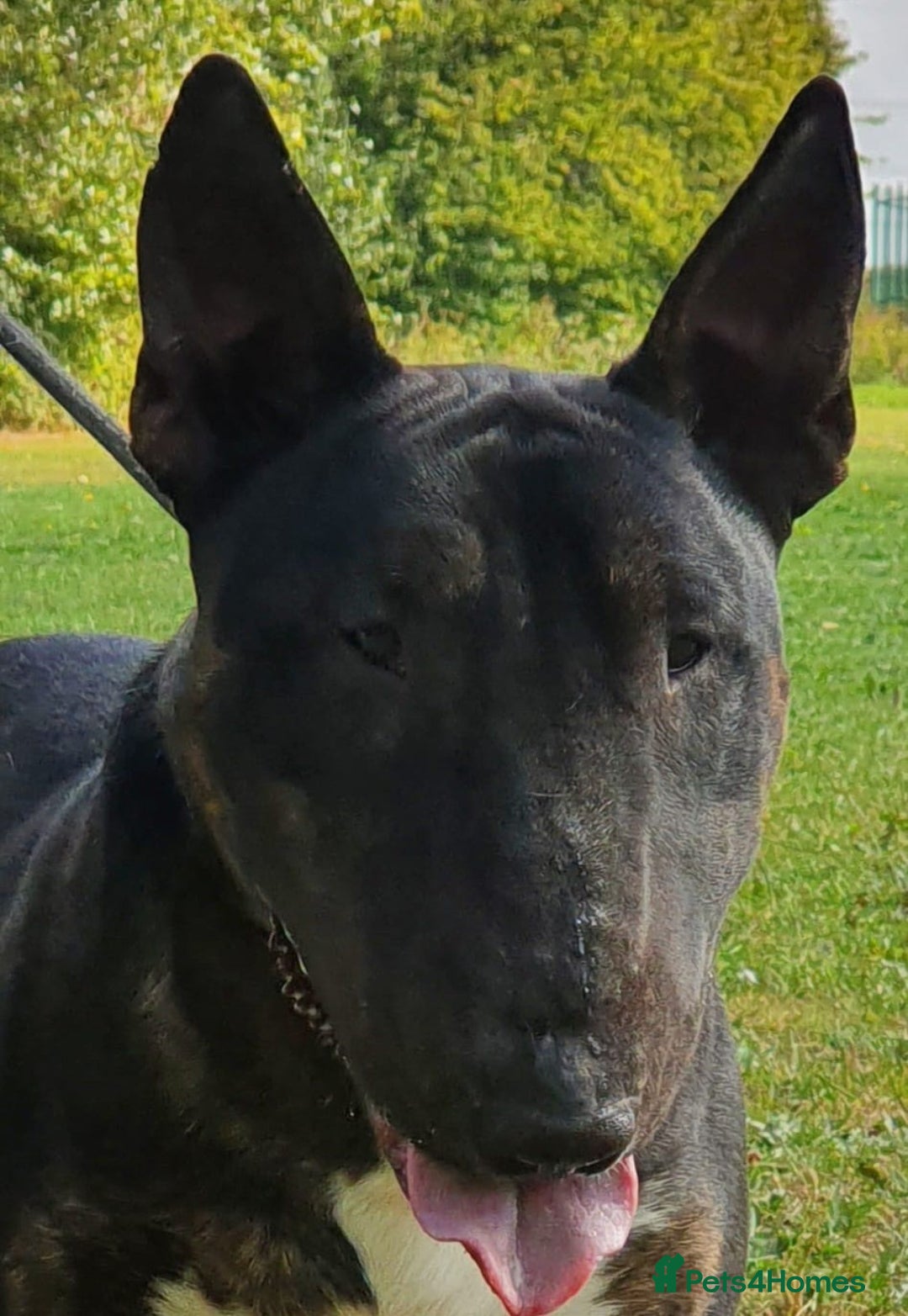 English Bull Terrier dogs for stud: Proven Bull Terrier studs x 2 - Image 5