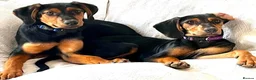 Mixed Breed dogs for adoption: Sweet 5 months old Alice - Advert 6