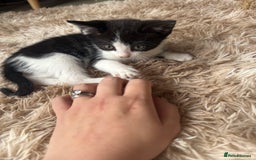 Domestic Shorthair cats for sale: Male kitten - last in the litter  - Image 5