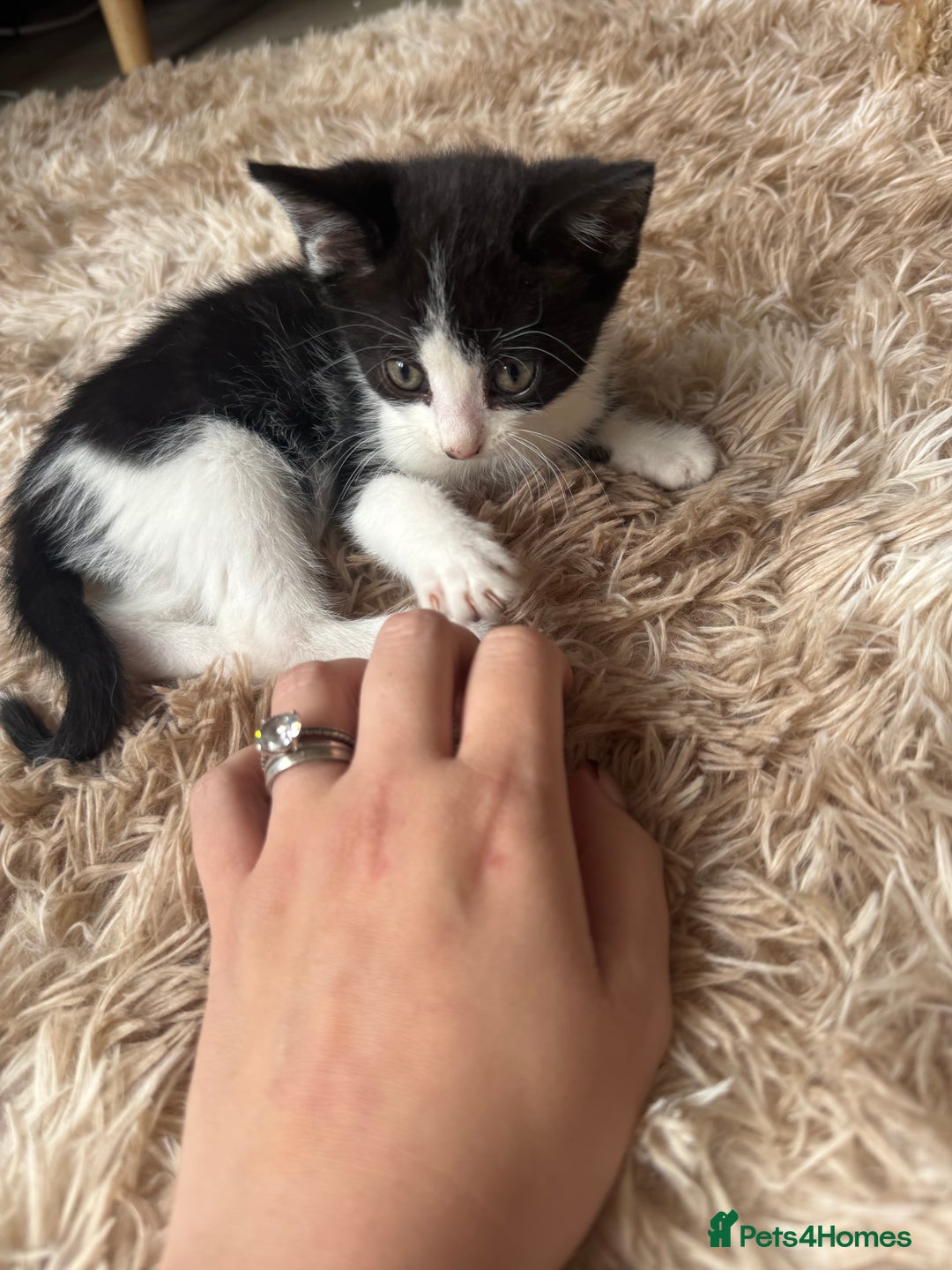 Domestic Shorthair cats for sale: Male kitten - last in the litter  - Image 5