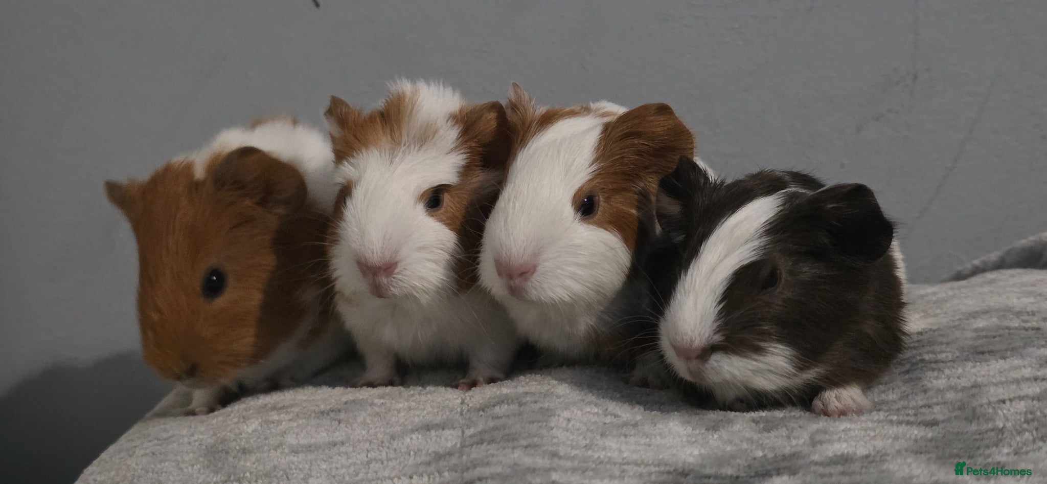 Guinea Pig rodents Baby Guinea pig's Boys and two girls  - Advert 14