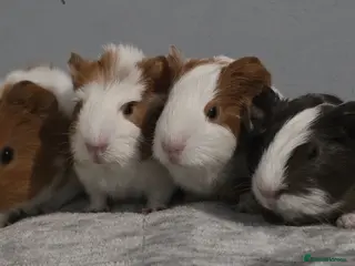 Guinea Pig rodents Baby Guinea pig's Boys and two girls - Advert 14