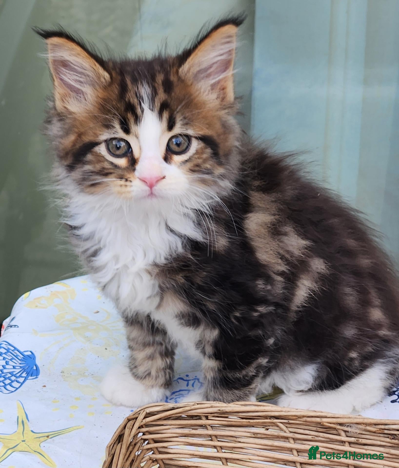 Maine Coon cats Maine Coon Litter of 5 now reserving - Advert 1