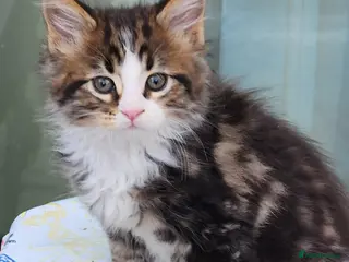 Maine Coon cats Maine Coon Litter of 5 now reserving - Advert 1