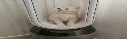 Scottish Fold cats for sale: Adorable Scottish Fold Straight Ear Tabby Kittens  - Advert 22