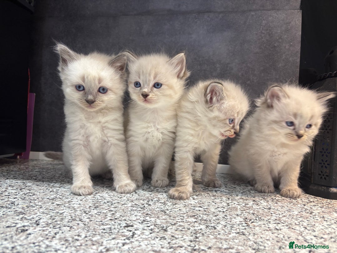 Ragdoll cats for sale: Ragdoll kittens  - Image 7