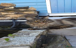 Maine Coon cats for sale: Stunning purebred. Maine coon cat  - Image 8