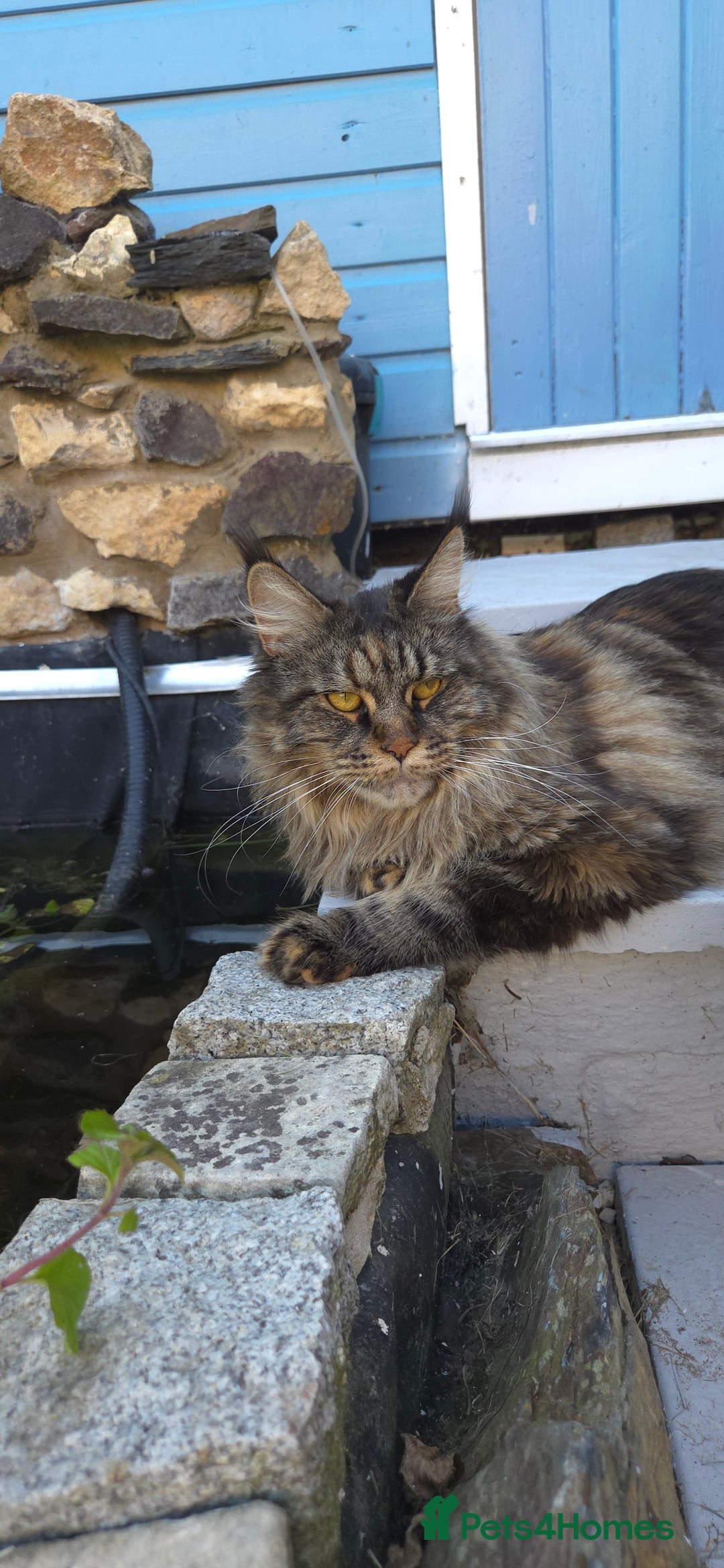 Maine Coon cats for sale: Stunning purebred. Maine coon cat  - Image 8