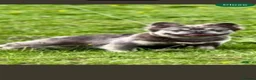 French Bulldog dogs for sale: Beautiful fluffy French bulldog pups - Advert 10