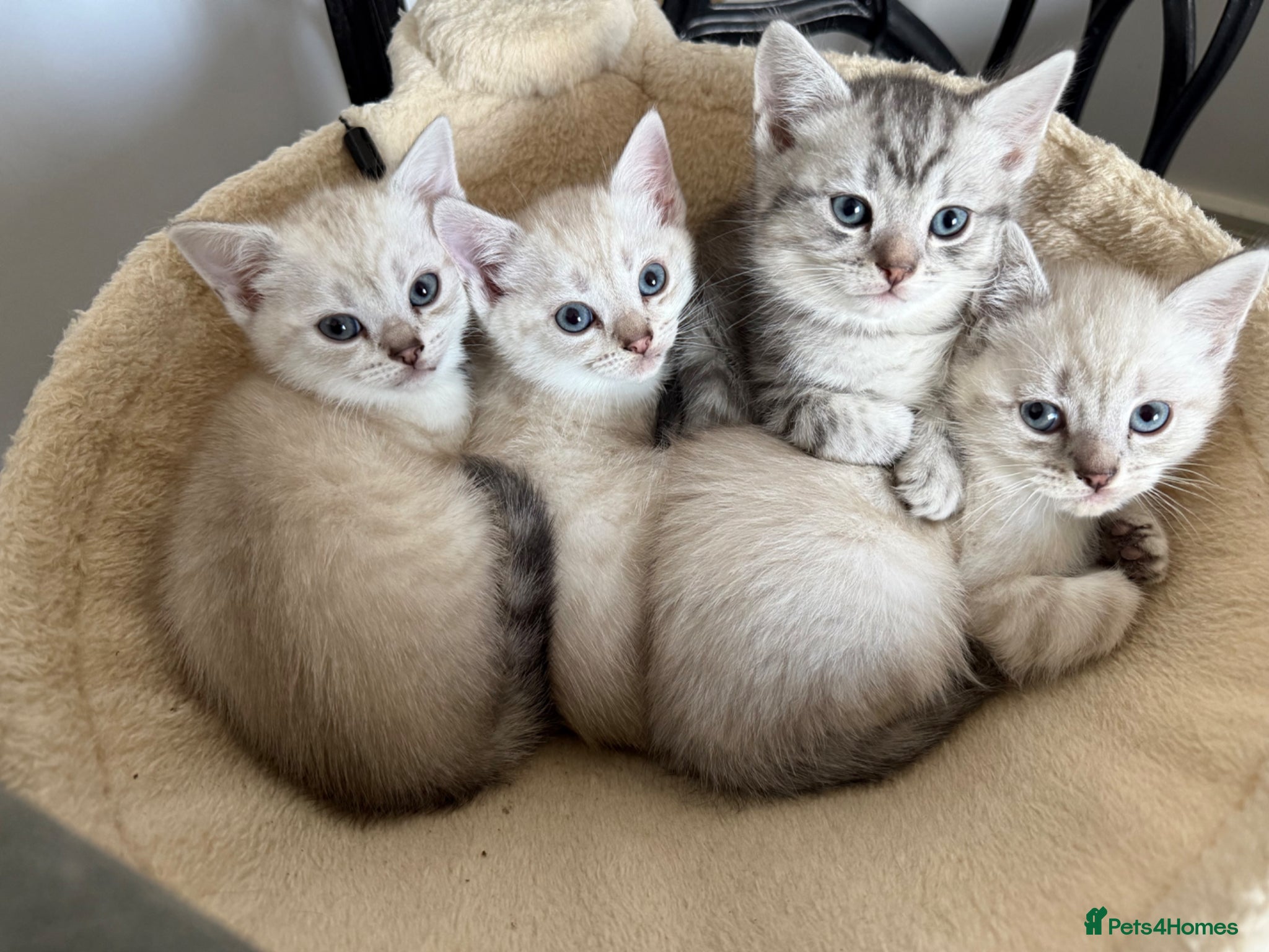 Mixed Breed cats British short hair kittens health tested  - Advert 4