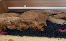 Maltipoo dogs for sale: Toy Maltipoo puppies (all girls) 8 weeks old - Image 7