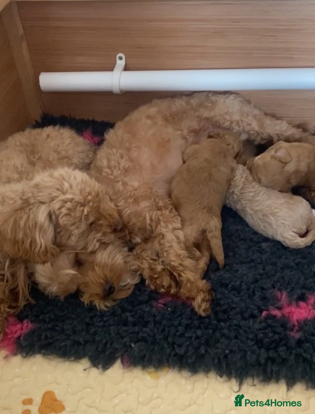 Maltipoo dogs for sale: Toy Maltipoo puppies (all girls) 8 weeks old - Image 7