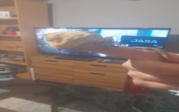 Gecko reptiles for sale: Crested geckos and full set ups  - Image 2
