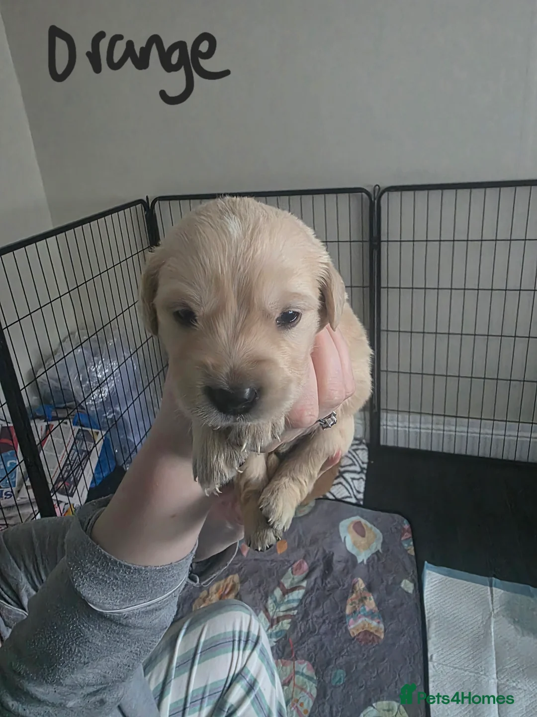 Golden Retriever dogs for sale: Adorable Golden Retriever Puppies for Sale  - Advert 5